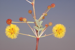 Acacia eburnea